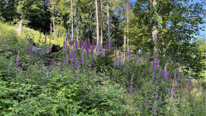 FIngerhüte am Lohrbergrundweg, Siebengebirge