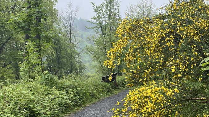 Ginster am Lohrbergrundweg, Siebengebirge